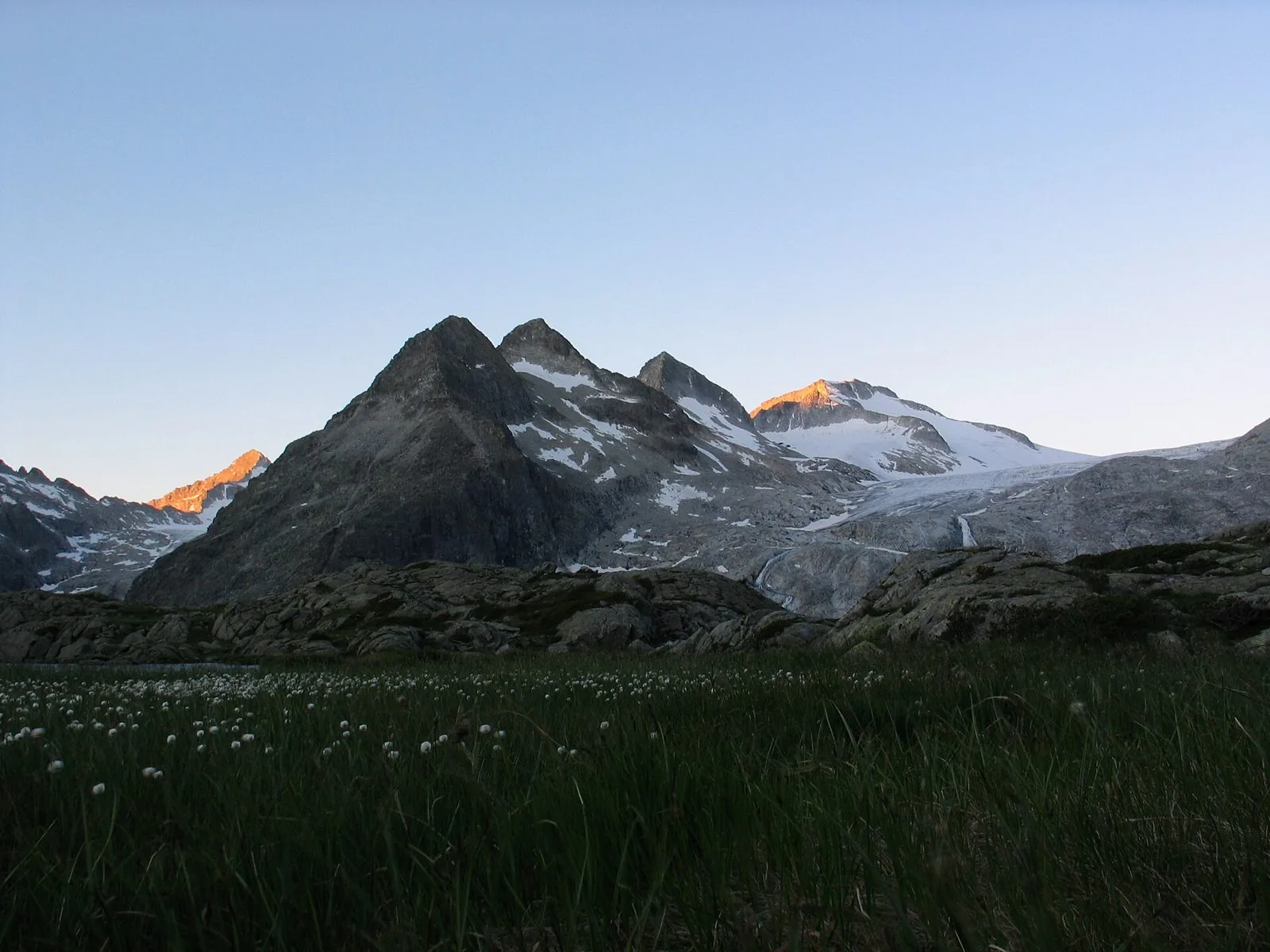 Le Lobbie e il ghiacciaio dell'Adamello all'alba, con un prato di eriofori in primo piano